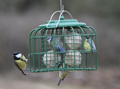 Garden bird feeding hygiene